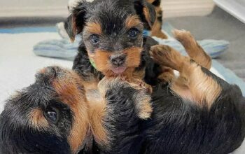 Tricolored Yorkishire Puppies For Adoption