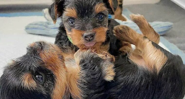 Tricolored Yorkishire Puppies For Adoption