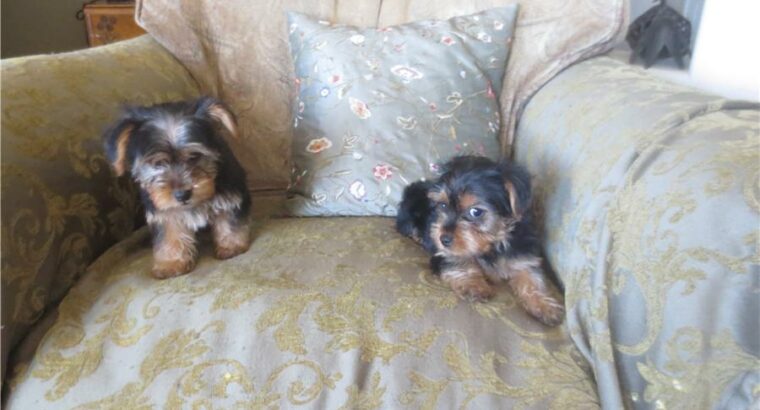 Home Raised Teacup Yorkie Puppies for sale ❤️❤️
