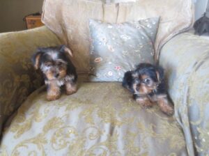 Cute and Healthy Teacup Yorkie Puppies Ready