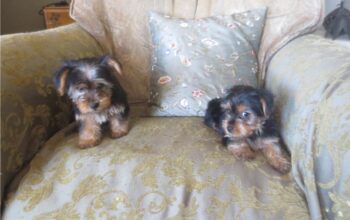 Cute yorkie puppies available