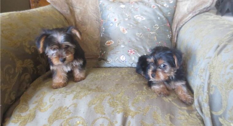 Good and well train teacup Yorkie Pups available