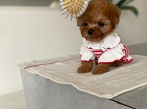 Teacup Toy Poodle puppies ready for new homes