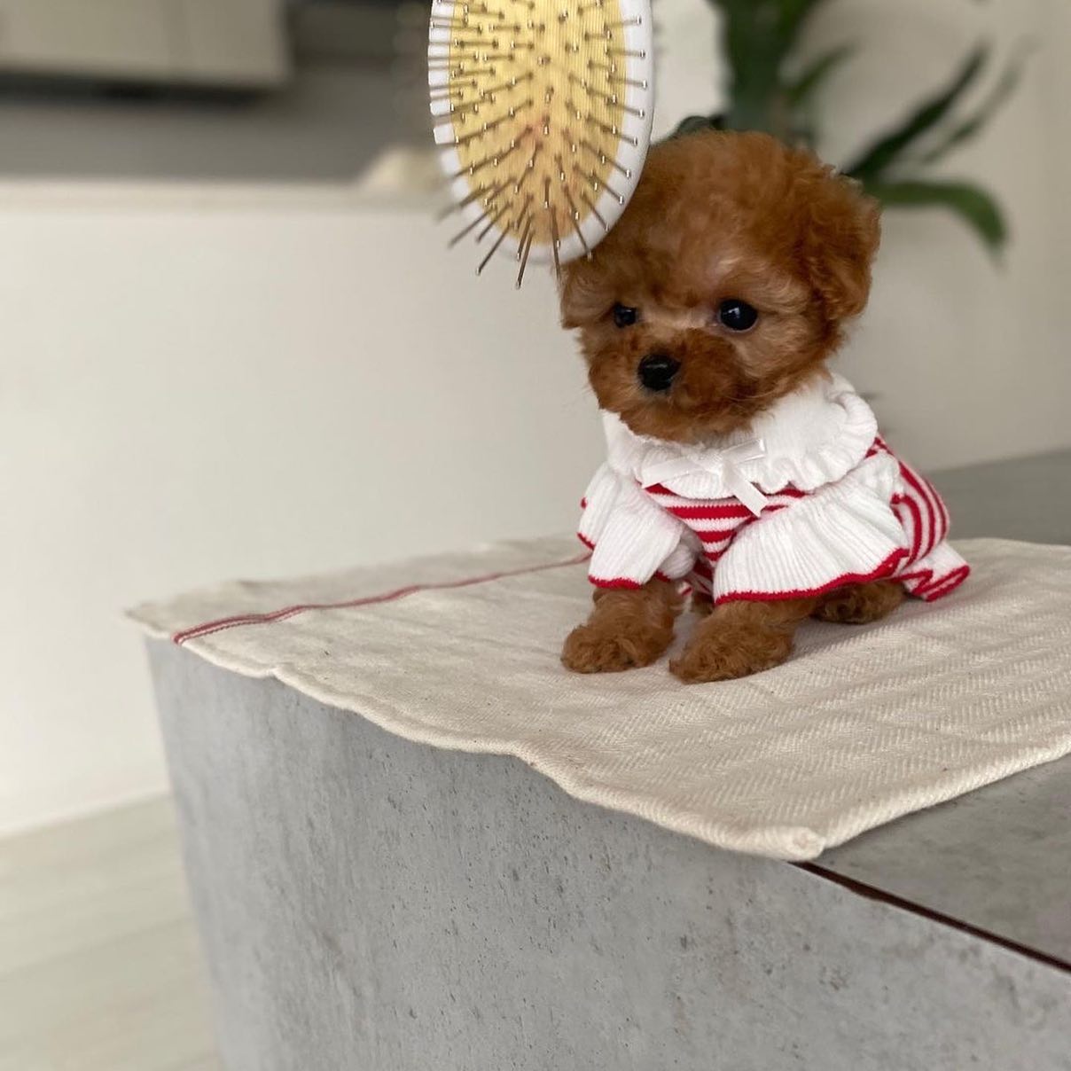 Teacup Toy Poodle puppies ready for new homes