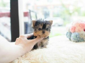 Cheap Teacup Yorkie Puppies For sale