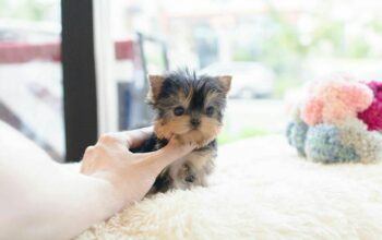 Cheap Teacup Yorkie Puppies For sale