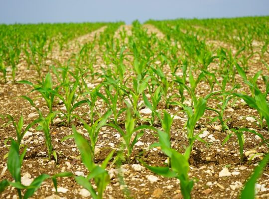 Early seeding – benefits and risks
