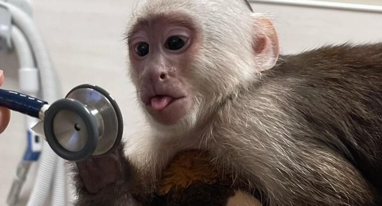 Diaper Trained Baby Capuchin / Marmosets Monkey