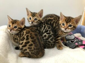 Lovely Bengal kittens for sale