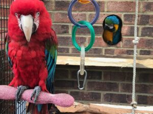 Lovely Scarlet Macaw parrots for sale