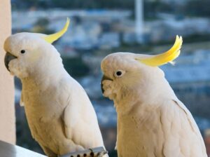 Cute Cockatoo parrots for sale