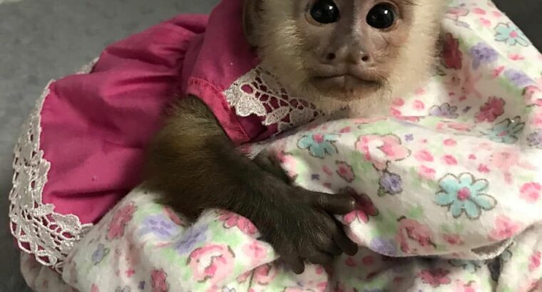 healthy Capuchin monkeys available.
