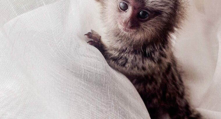 Marmosets monkeys Available Now