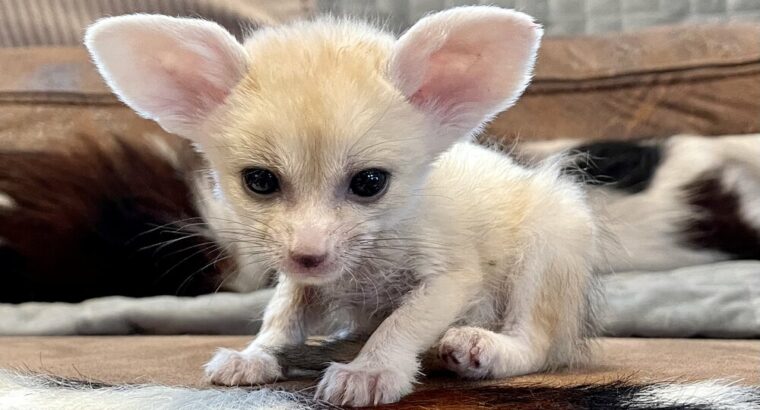 Available Fennec Fox
