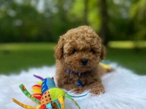 Poodle puppies available( Toy )