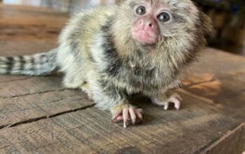 Marmosets monkeys Available Now