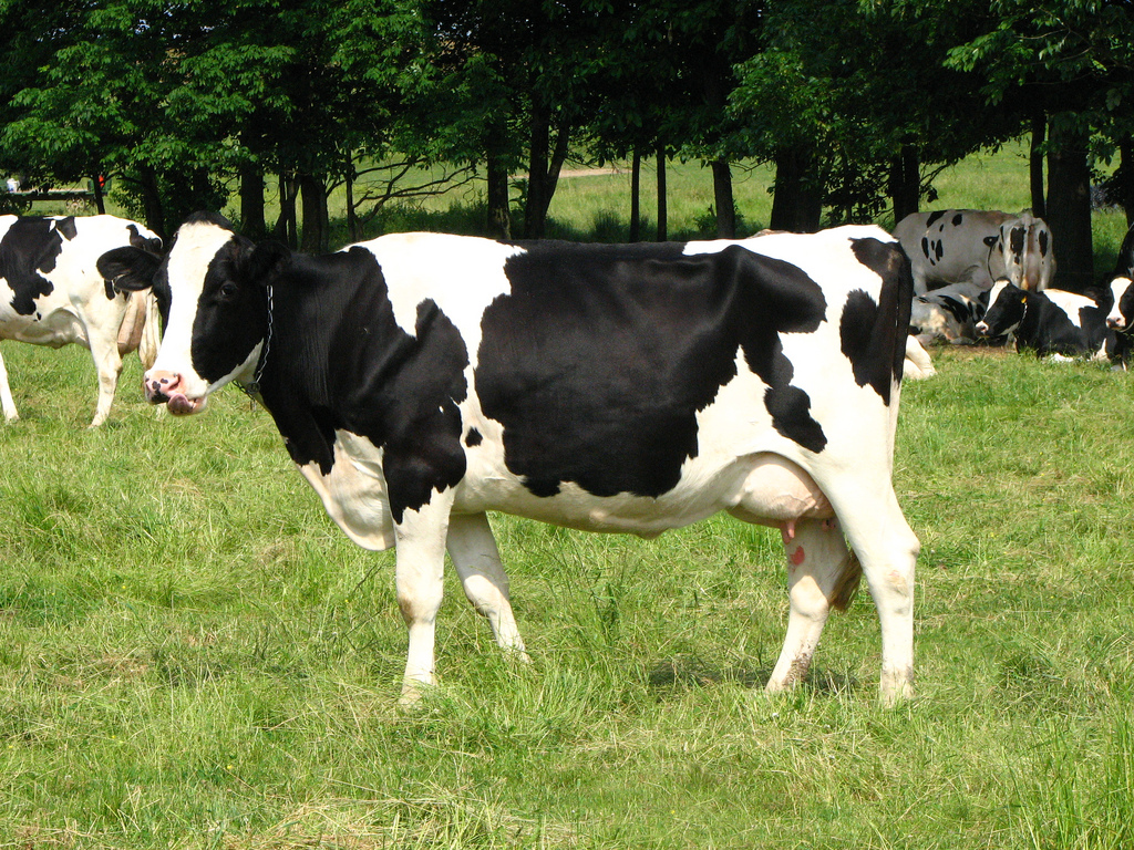 Holstein Friesian cattle for sale