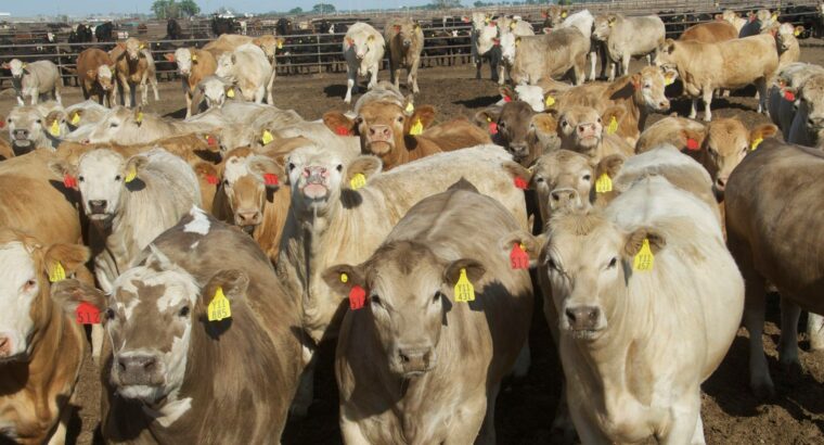 Charolais bred & Open Heifers, Cow/calf Pairs