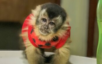 Baby Capuchin Monkeys Available For Adoption