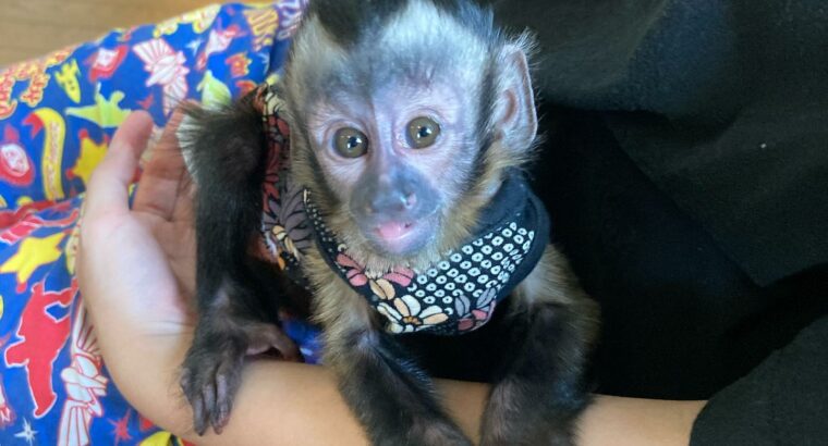 Amazing Capuchin Monkey for Adoption