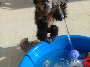 Filled Capuchin Monkeys Available