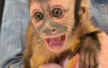 Male and Female Capuchin Monkeys Available