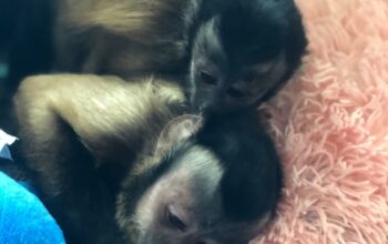 Male Capuchin Monkey for Adoption