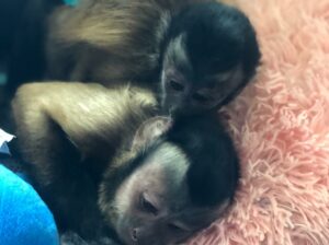 2 Outstanding Capuchin Monkeys