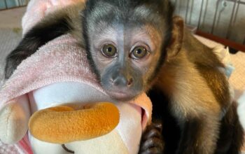 Outstanding Capuchin Monkey for Sale