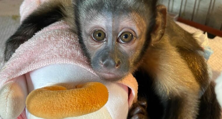 Outstanding Capuchin Monkeys for Sale