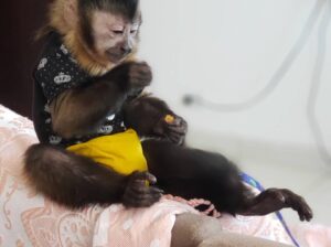 Male and Female Capuchin monkeys available