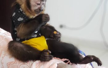 Male and Female Capuchin monkeys available