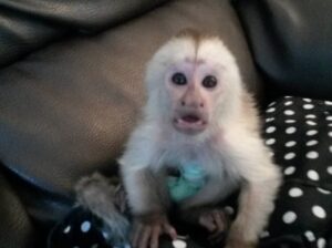 Amazing Capuchin Monkey for Adoption