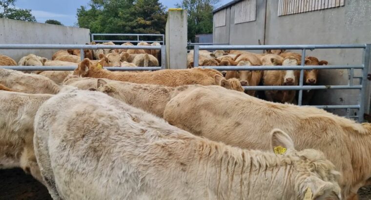 Charolais bred & Open Heifers, Cow/calf Pairs