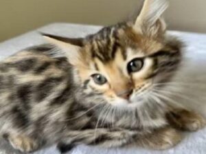 olden Rosetted Cashmere Bengal Kittens born