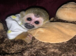 Adorable female capuchin monkey available