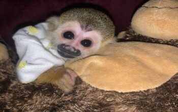Adorable female capuchin monkey available