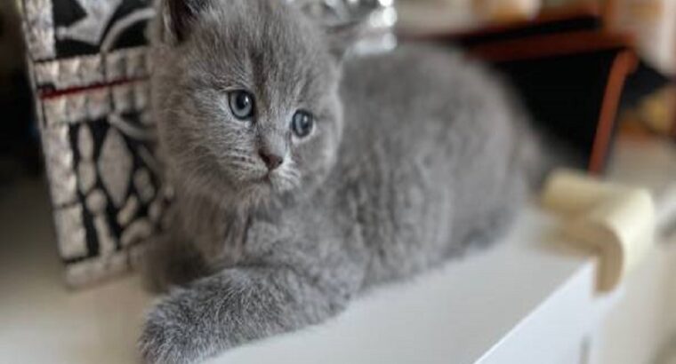 Adorable Male shorthair kitten available