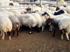 Awassi and Gissar (Fat tail sheep for sale)