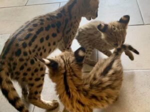 Top quality Savannah f1 /serval kitten for sale