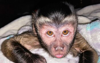Friendly raised top baby capuchin monkeys for sale
