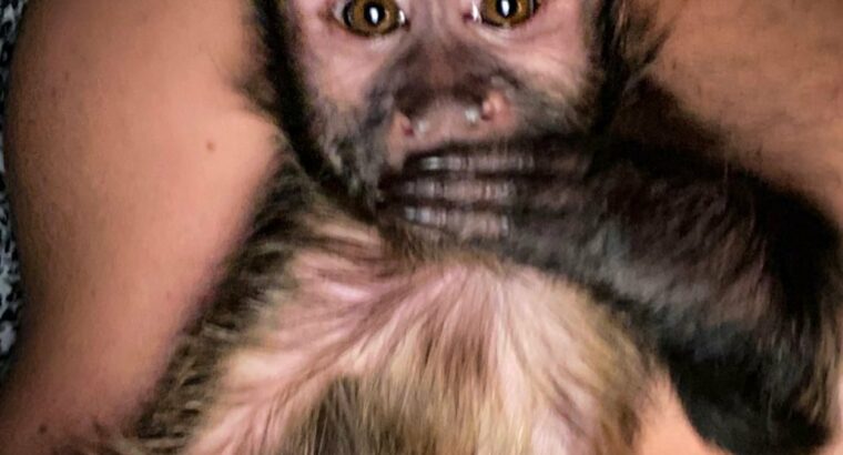 Friendly raised top baby capuchin monkeys for sale