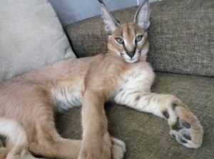 Healthy train africa serval kitten for sale today