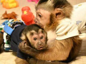 Adorable and Sweet Capuchin Monkey for adoption
