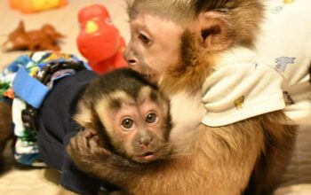 Cute Little Female Capuchin monkey for sale.