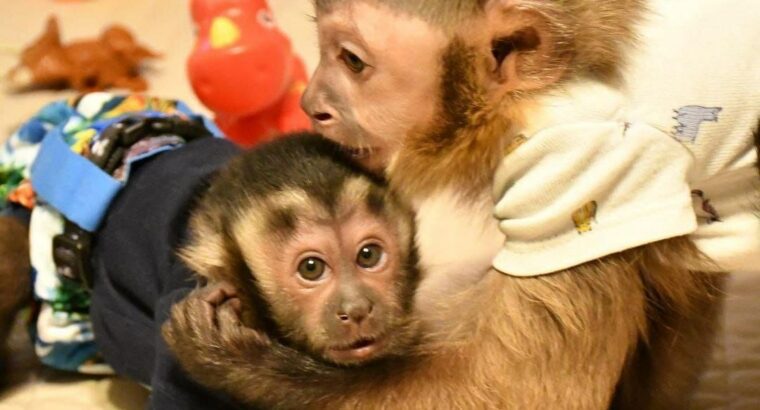 Cute Little Female Capuchin monkey for sale.