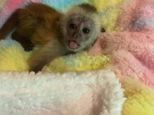 Cute little babies Capuchin monkey for sale.