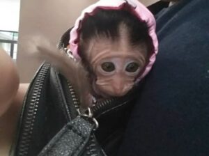 Adorable little babies Capuchin monkey rehoming.