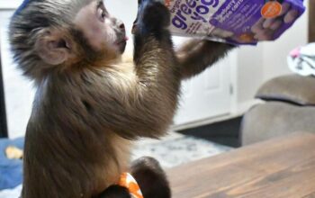 Amazing little baby Capuchin Monkey for sale