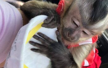 Trained baby capuchin monkey available for adoptio